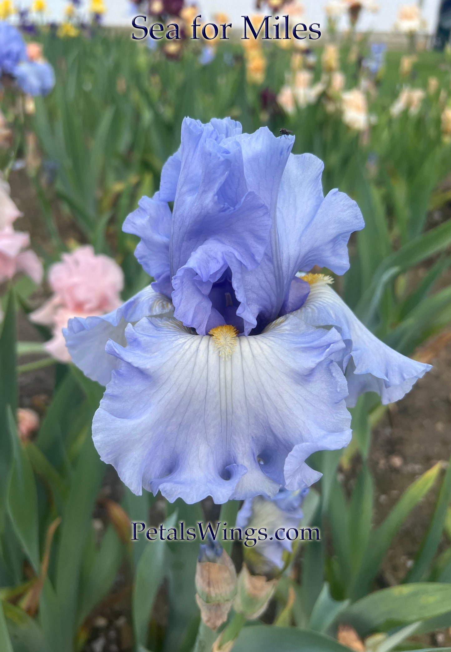 SEA FOR MILES - 2012 - Tall Bearded Iris