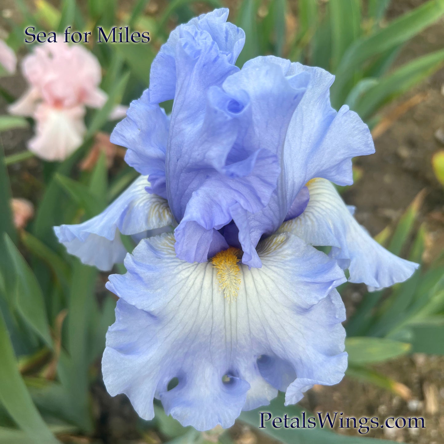 SEA FOR MILES - 2012 - Tall Bearded Iris