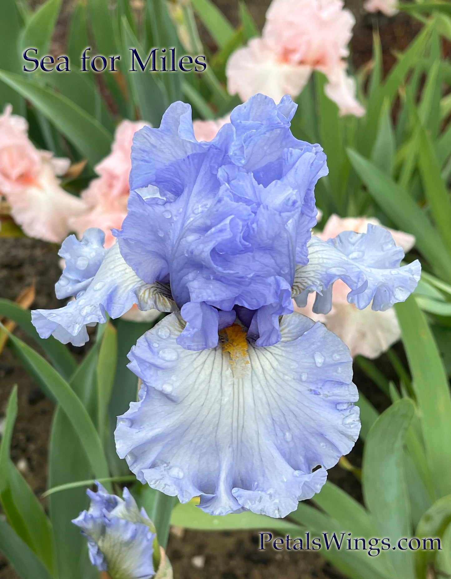 SEA FOR MILES - 2012 - Tall Bearded Iris