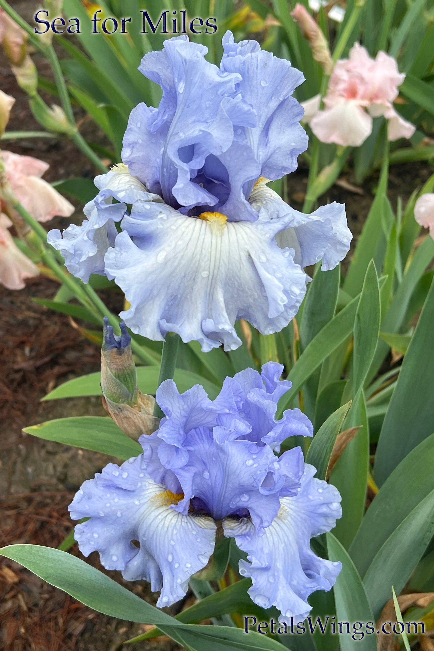 SEA FOR MILES - 2012 - Tall Bearded Iris