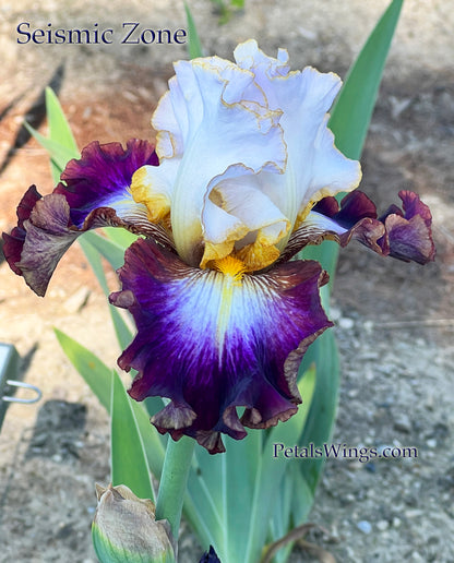 SEISMIC ZONE - 2021 Tall Bearded Iris