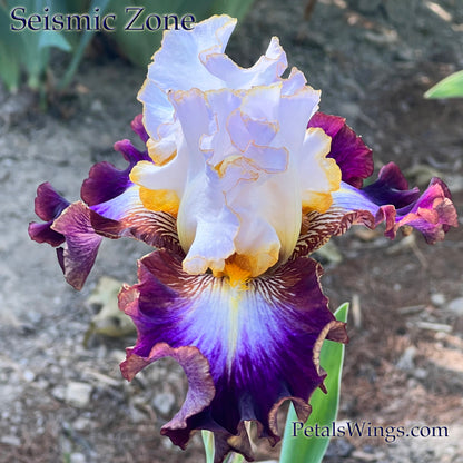 SEISMIC ZONE - 2021 Tall Bearded Iris