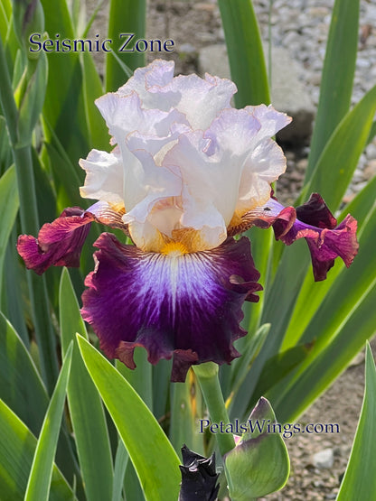 SEISMIC ZONE - 2021 Tall Bearded Iris