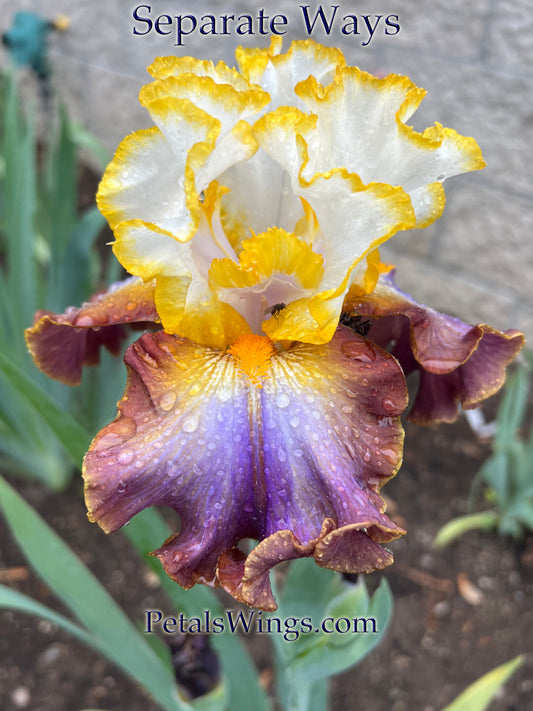 SEPARATE WAYS - 2024 - TB