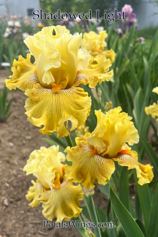 SHADOWED LIGHT - 2018 - TB