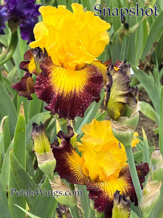 SNAPSHOT- 2007 - TB - Fragrant