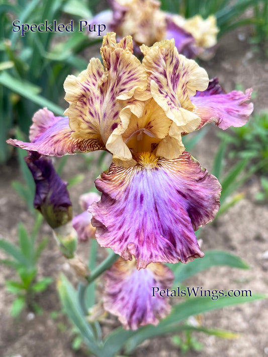 Speckled Pup - 2009 Tall Bearded Iris - Pleated and Striking