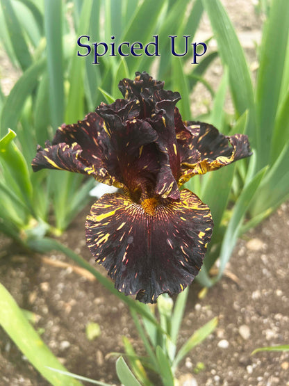 SPICED UP - 2022 - TB - Fragrant