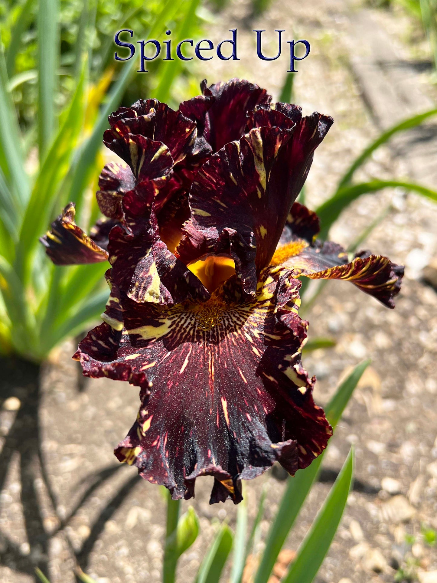 SPICED UP - 2022 - TB - Fragrant