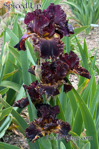 SPICED UP - 2022 - TB - Fragrant