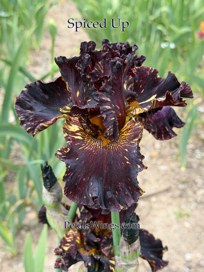 SPICED UP - 2022 - TB - Fragrant