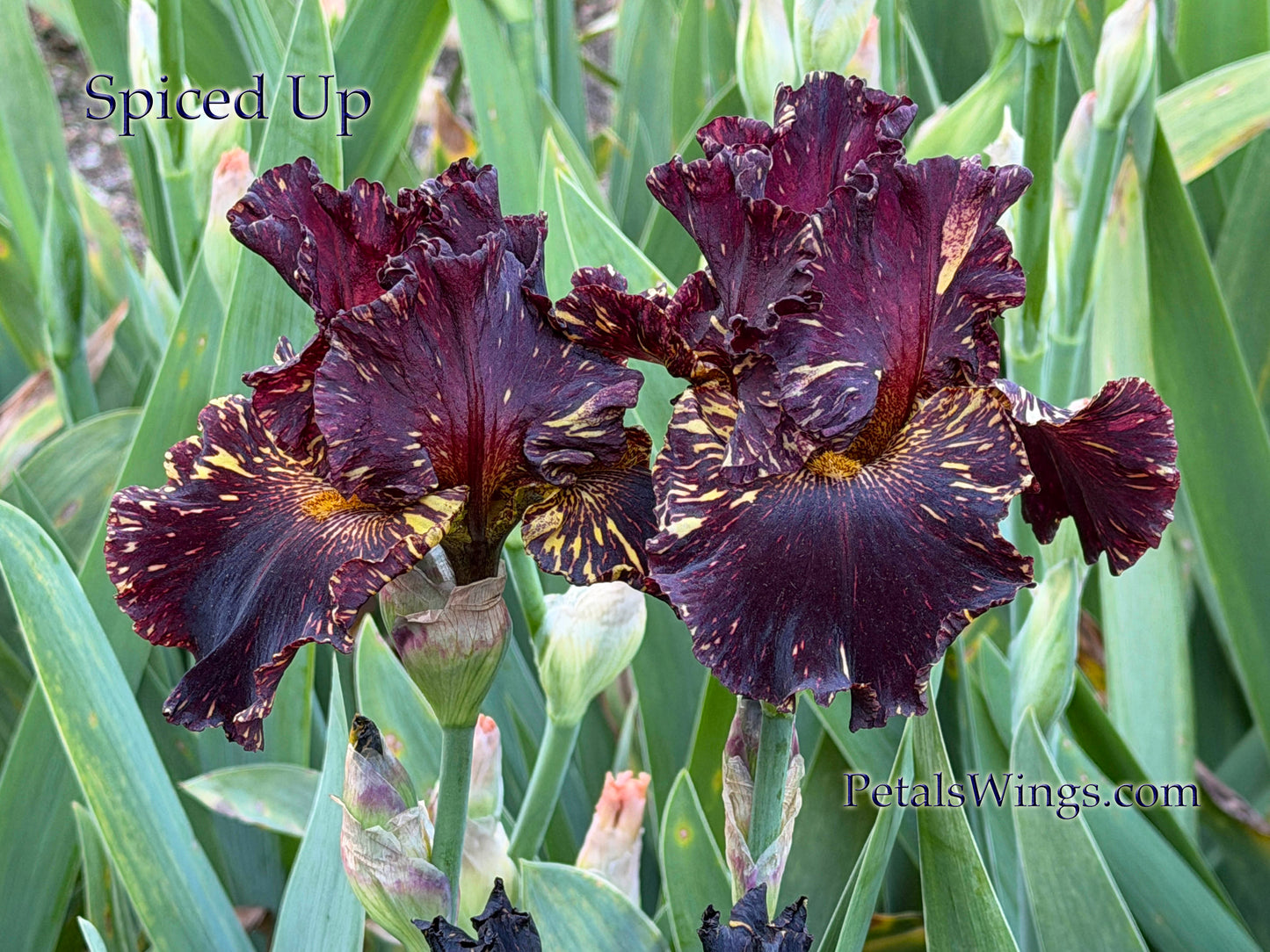 SPICED UP - 2022 - TB - Fragrant