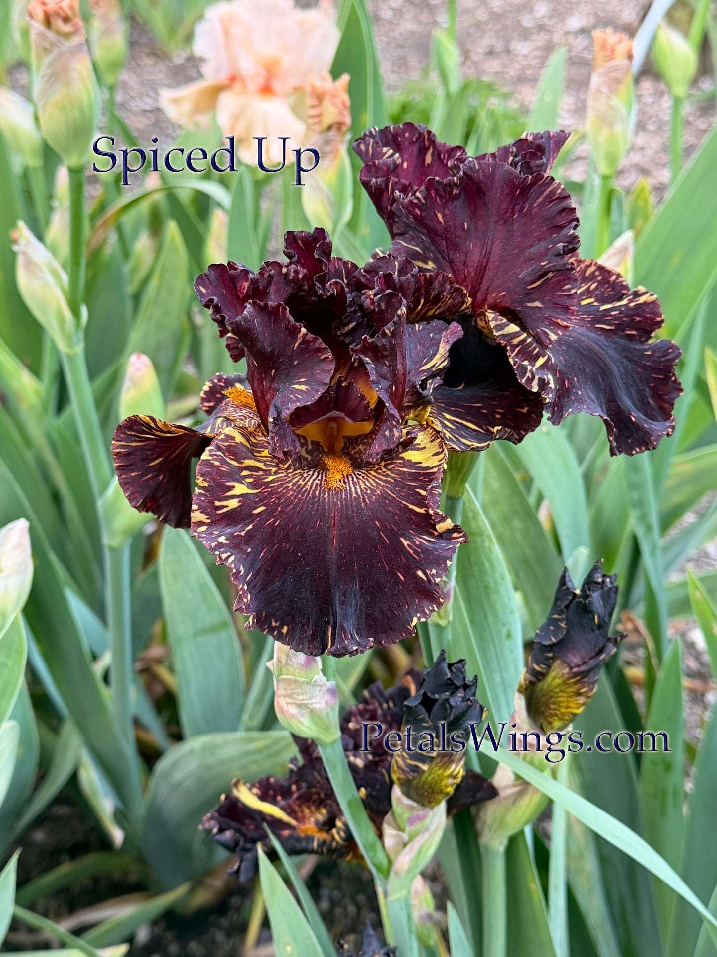 SPICED UP - 2022 - TB - Fragrant