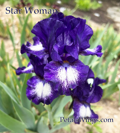 STARWOMAN - 1998 -  IB - Fragrant