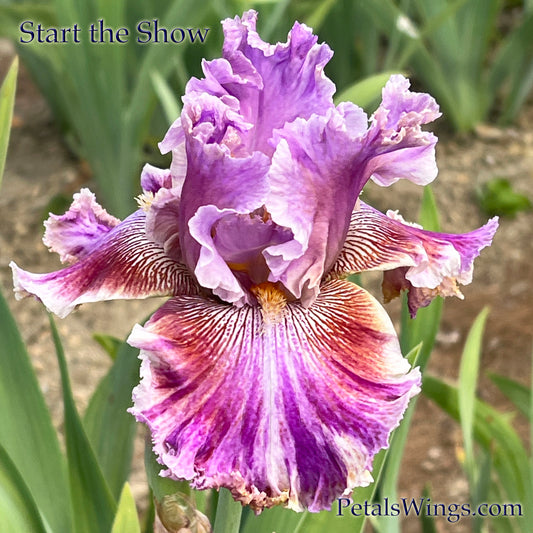 Start the Show - 2021 Tall Bearded Iris - Variegated foliage
