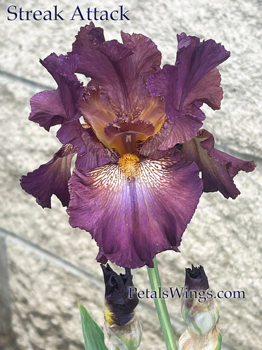 STREAK ATTACK - 2022 - TB - Fragrant