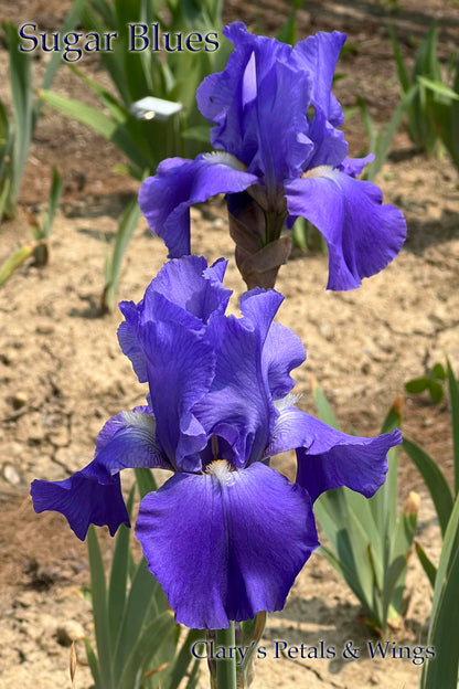 SUGAR BLUES - 1985 Historic and Reblooming Tall Bearded Iris