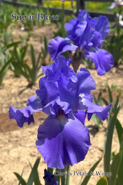 SUGAR BLUES - 1985 Historic and Reblooming Tall Bearded Iris
