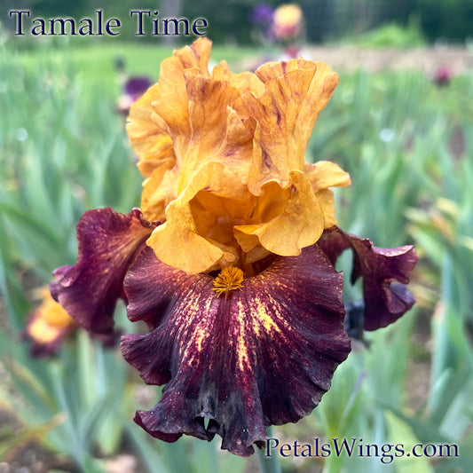 TAMALE TIME - 2020 - TB