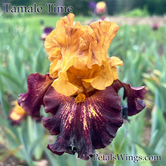 TAMALE TIME - 2020  Tall Bearded Iris