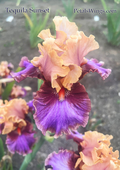 TEQUILA SUNSET - 2021 Broken Color Tall Bearded Iris
