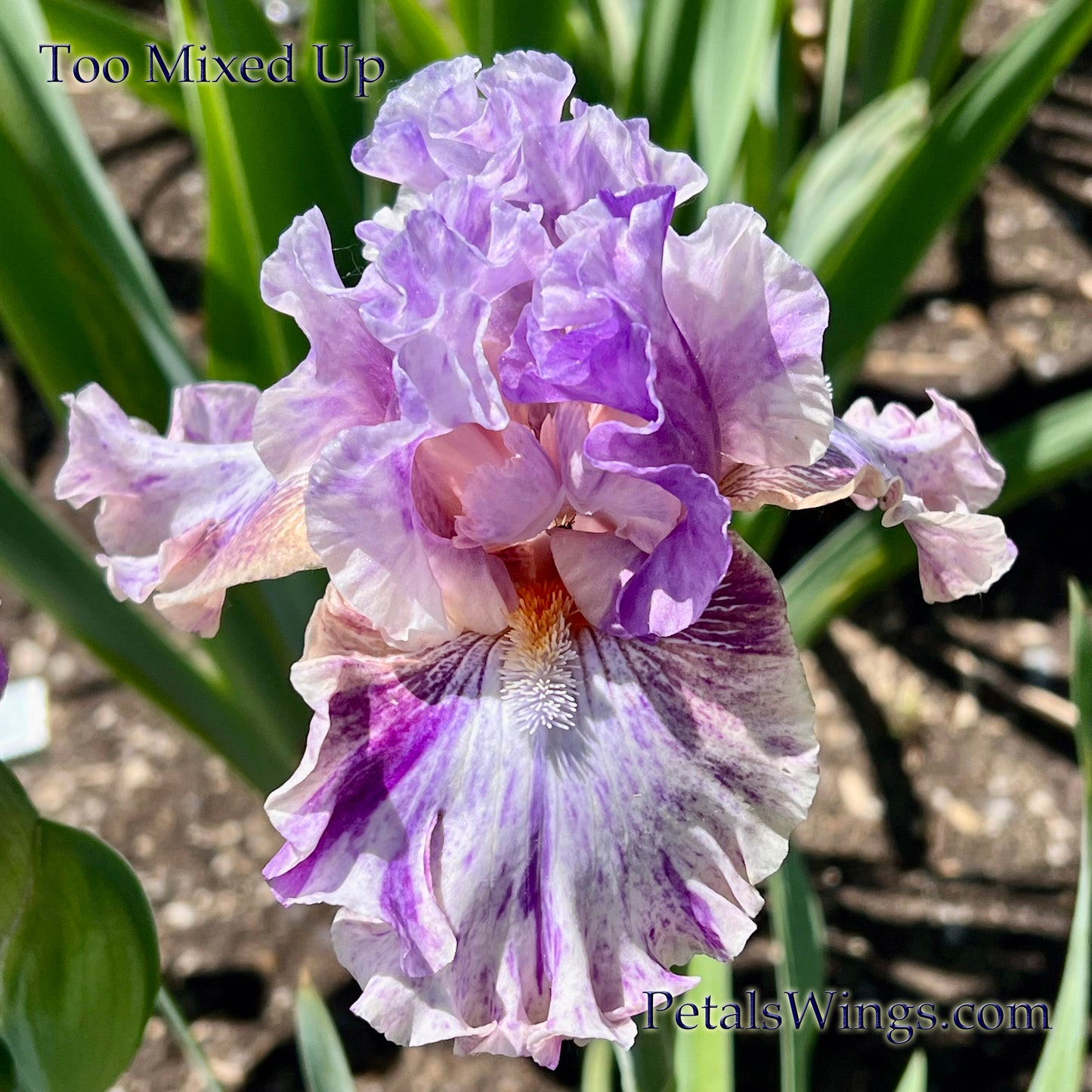 TOO MIXED UP - 2022 - TB - Fragrant