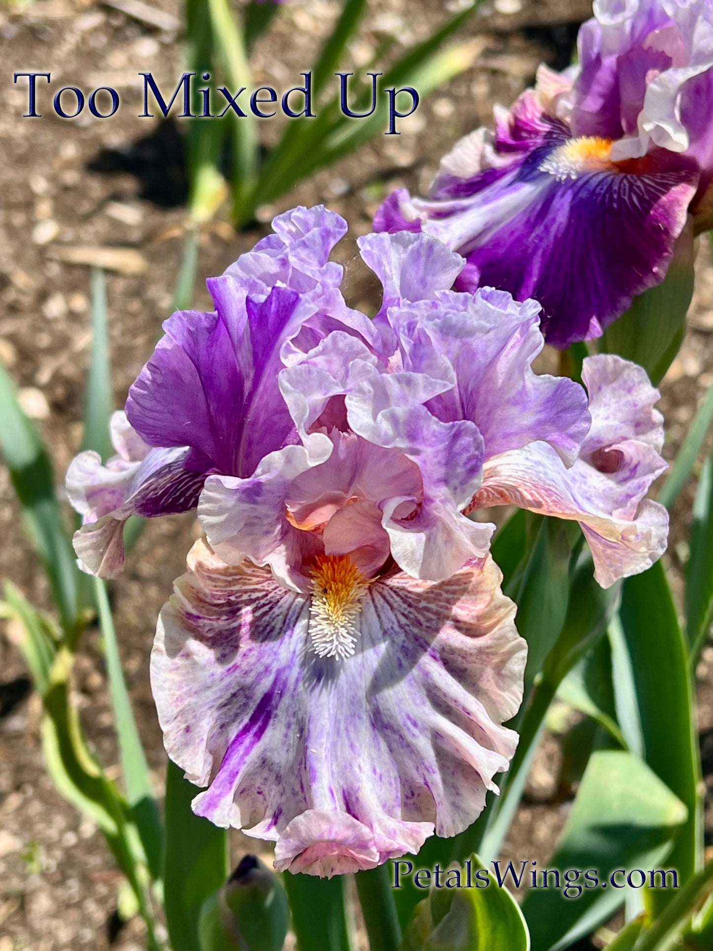 TOO MIXED UP - 2022 - TB - Fragrant