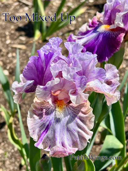 TOO MIXED UP - 2022 - TB - Fragrant