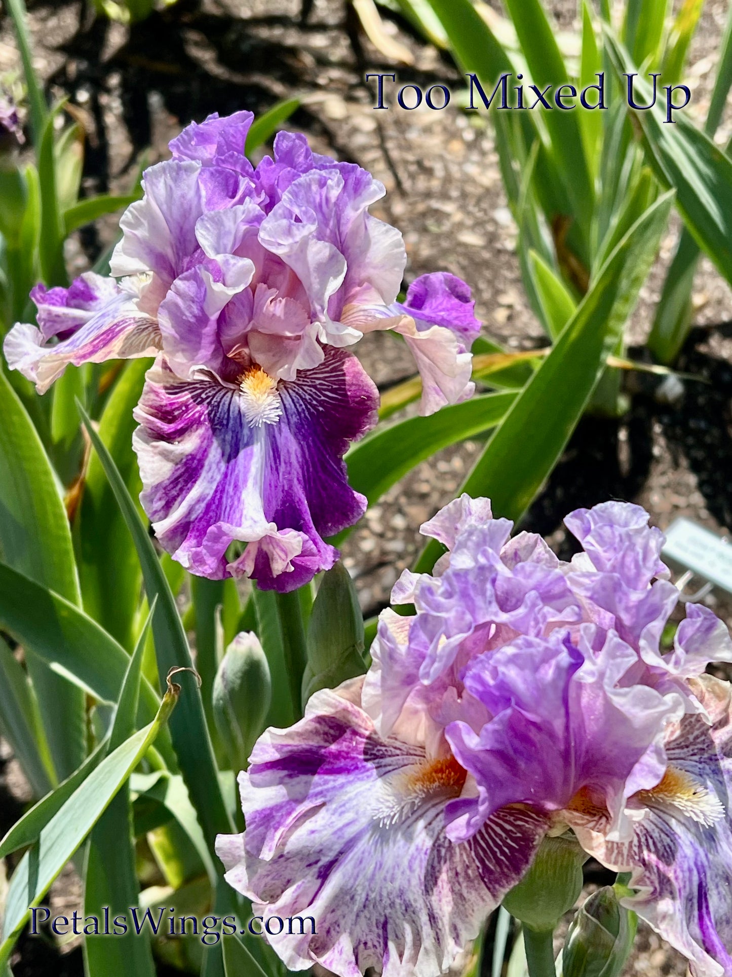 TOO MIXED UP - 2022 - TB - Fragrant