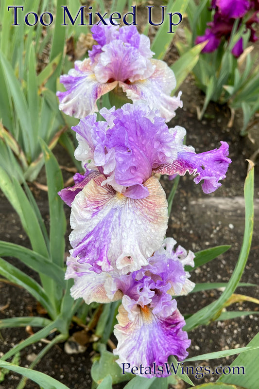 TOO MIXED UP - 2022 - TB - Fragrant