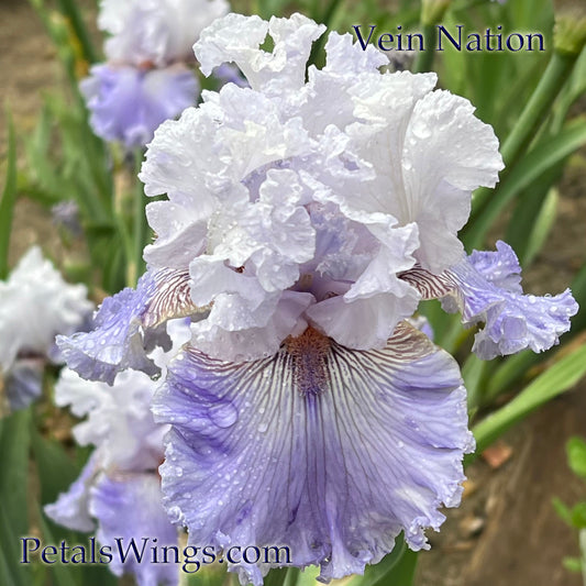 VEIN NATION - 2020 - TB - Fragrant