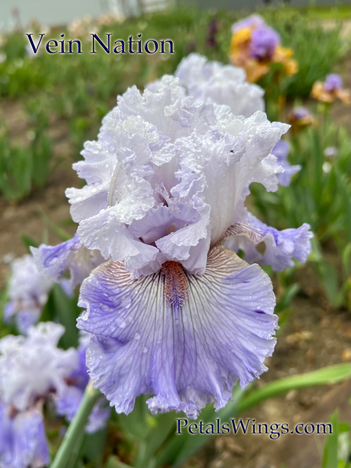VEIN NATION - 2020 - TB - Fragrant