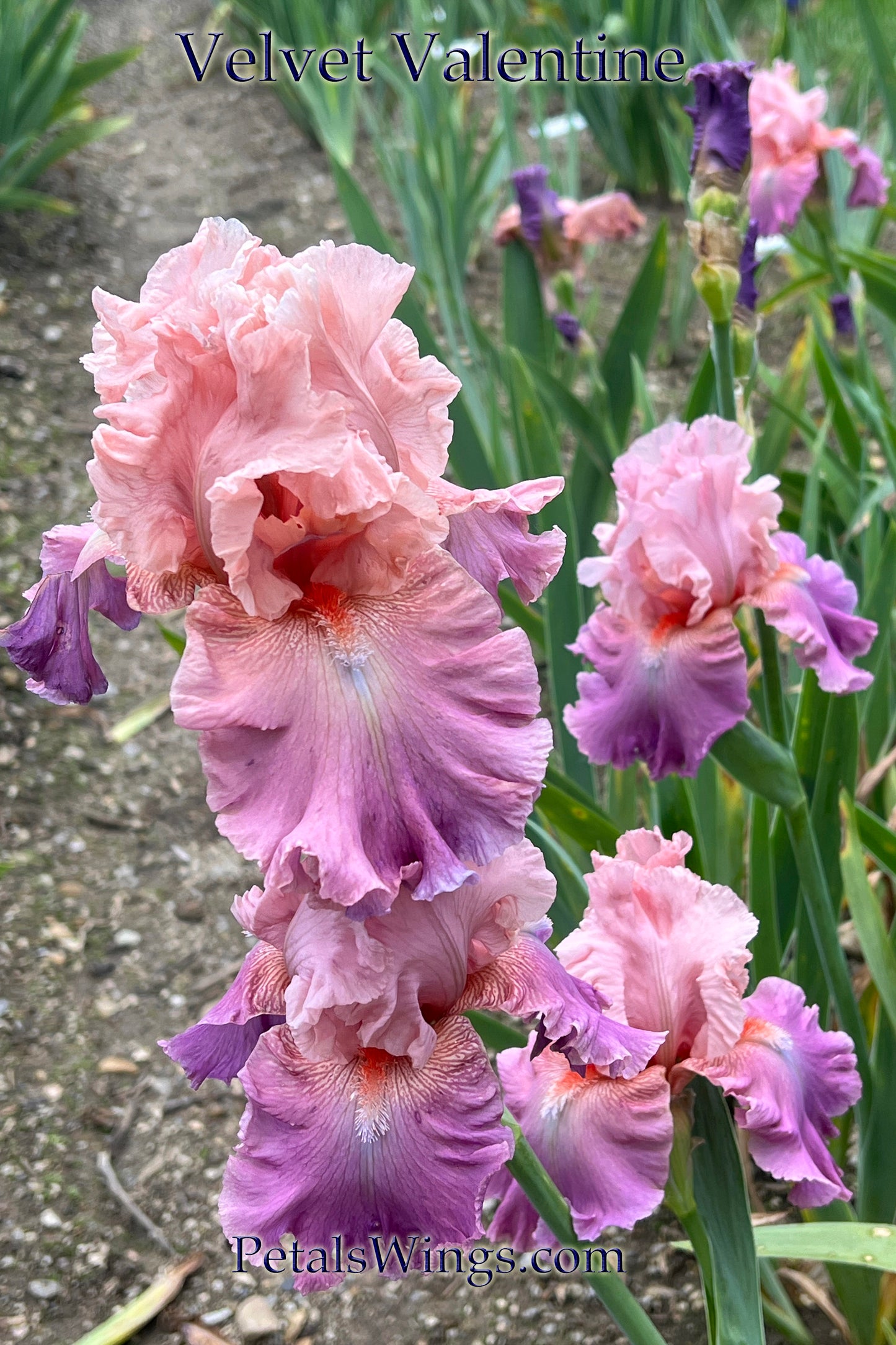 Velvet Valentine - 2015 Tall Bearded Iris