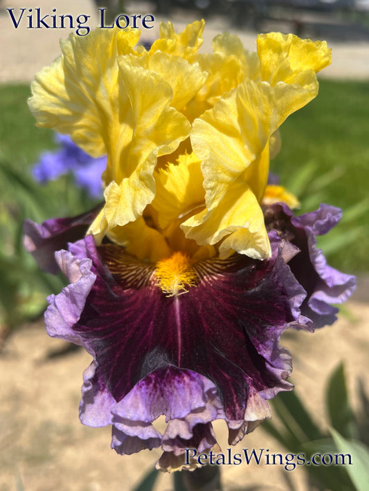 VIKING LORE - 2018 Tall Bearded Iris