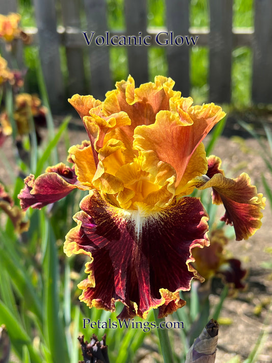 VOLCANIC GLOW -  2012 - TB