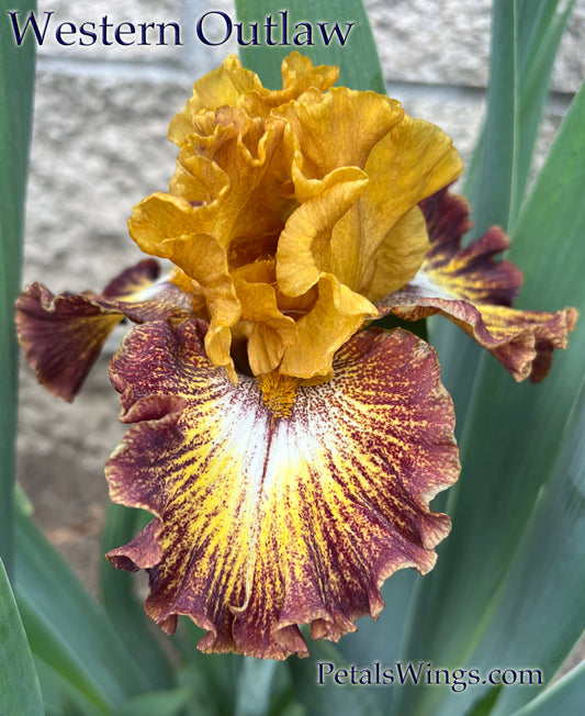 WESTERN OUTLAW - 2022 - TB