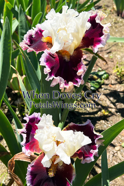 WHEN DOVES CRY - 2018 Tall Bearded Iris - Garden Standout!