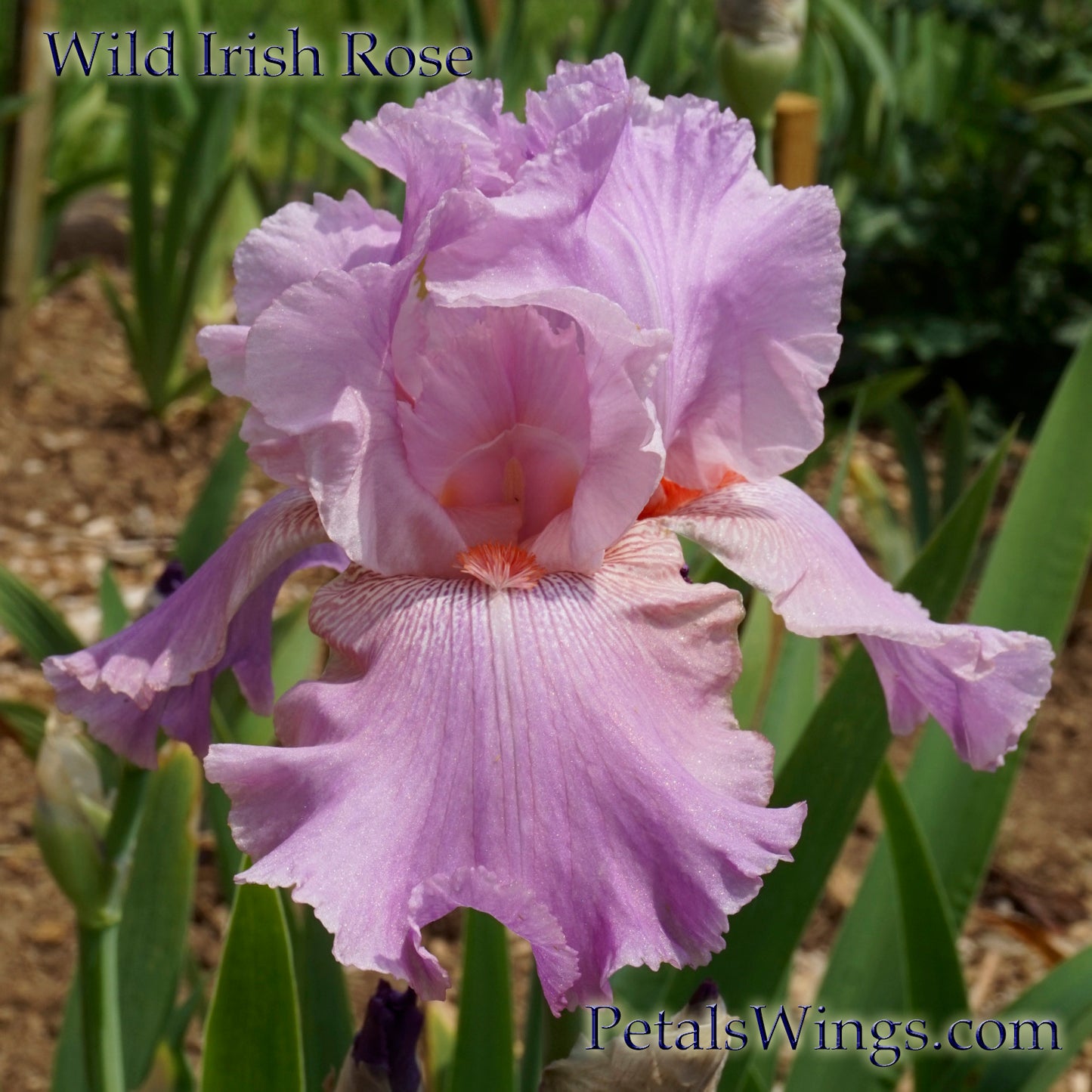 WILD IRISH ROSE - 2003 - TB
