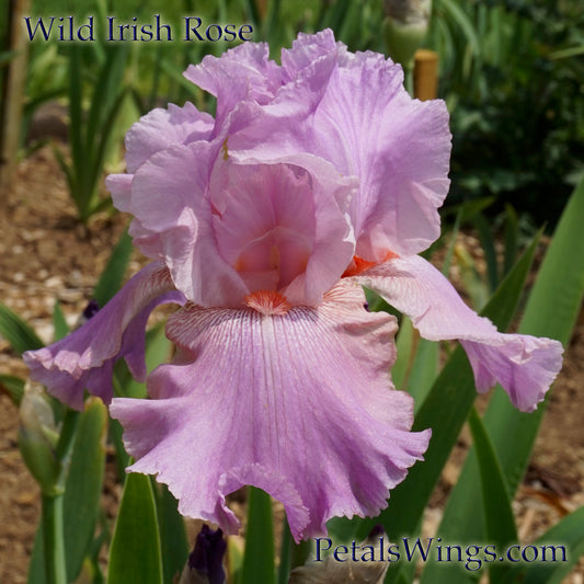 WILD IRISH ROSE - 2003 - TB