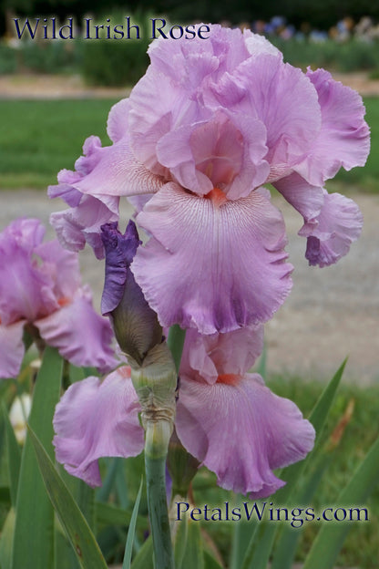 WILD IRISH ROSE - 2003 - TB