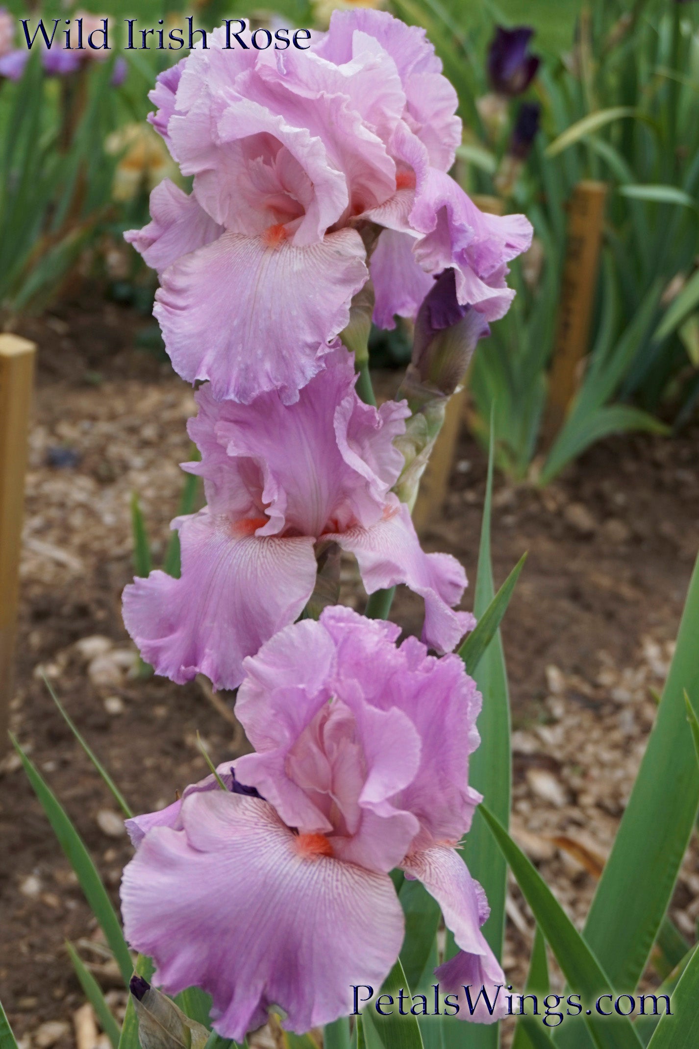 WILD IRISH ROSE - 2003 - TB