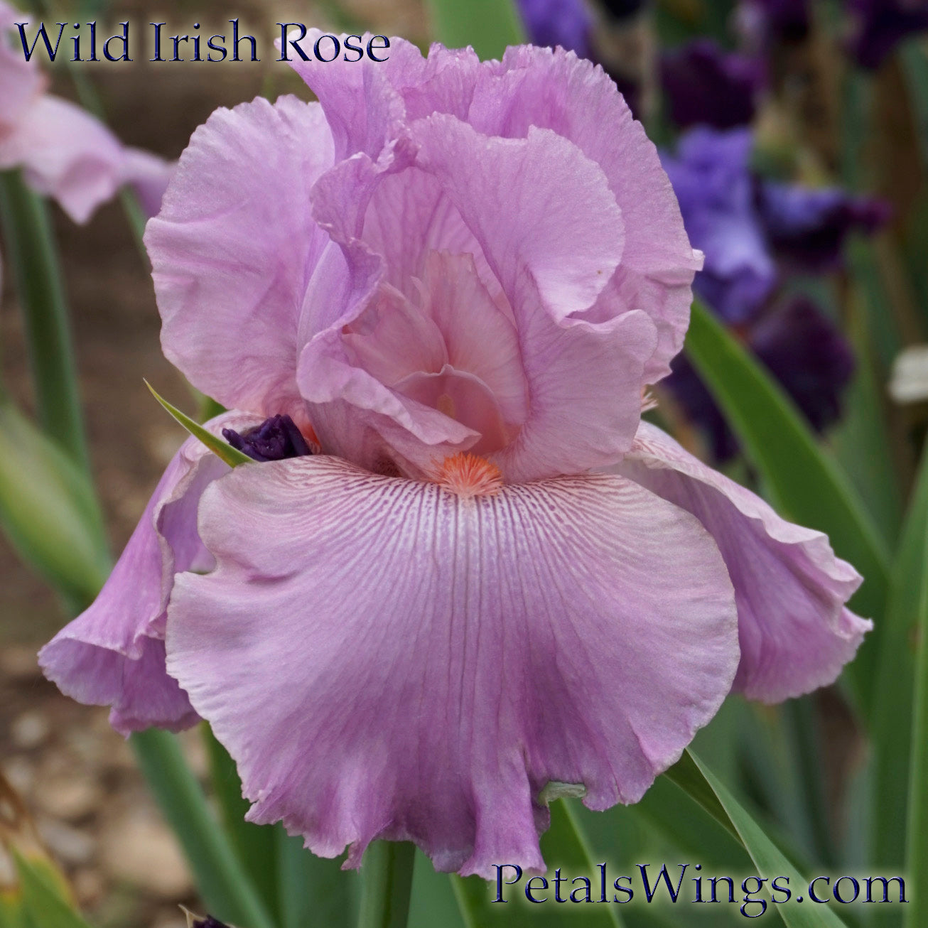 WILD IRISH ROSE - 2003 - TB