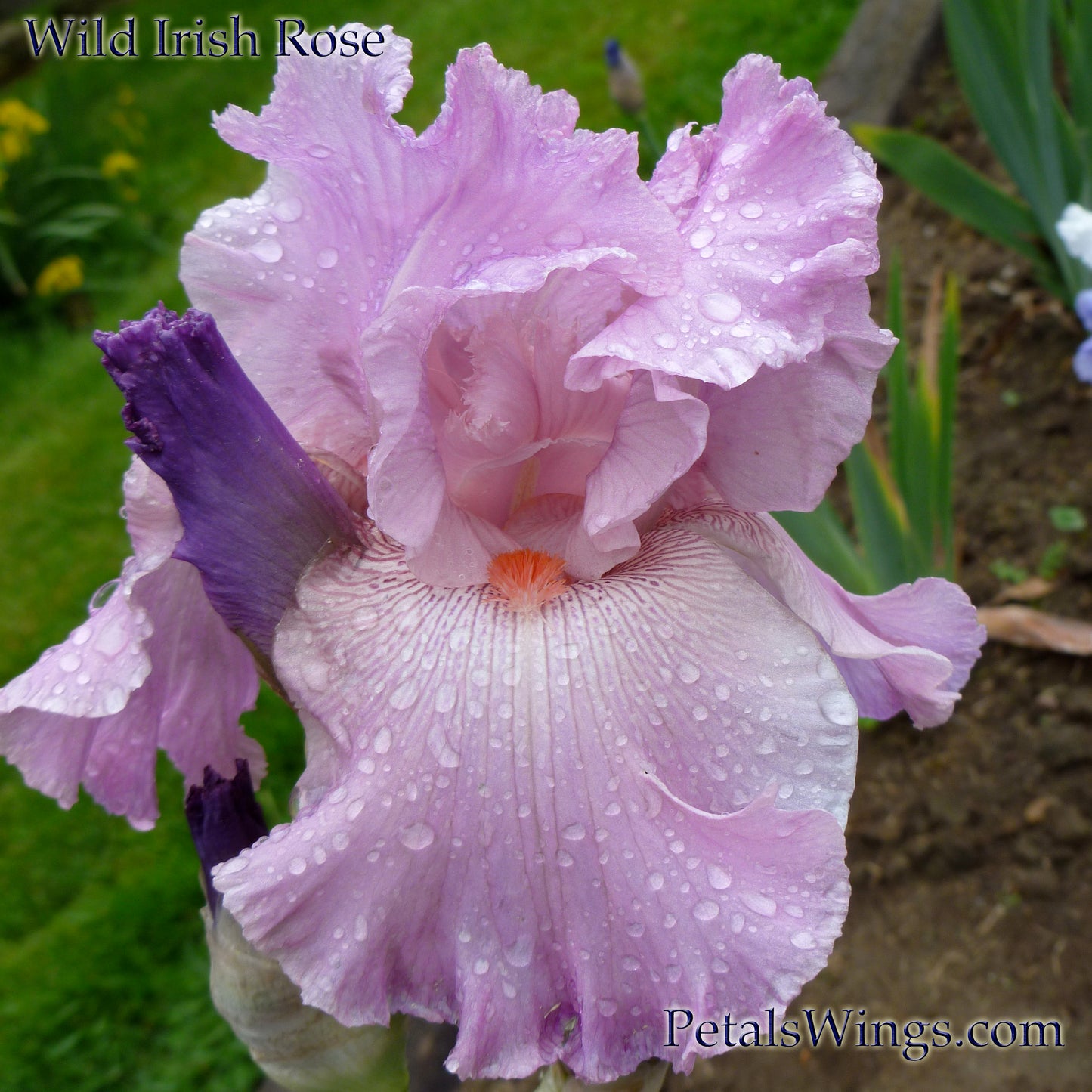 WILD IRISH ROSE - 2003 - TB