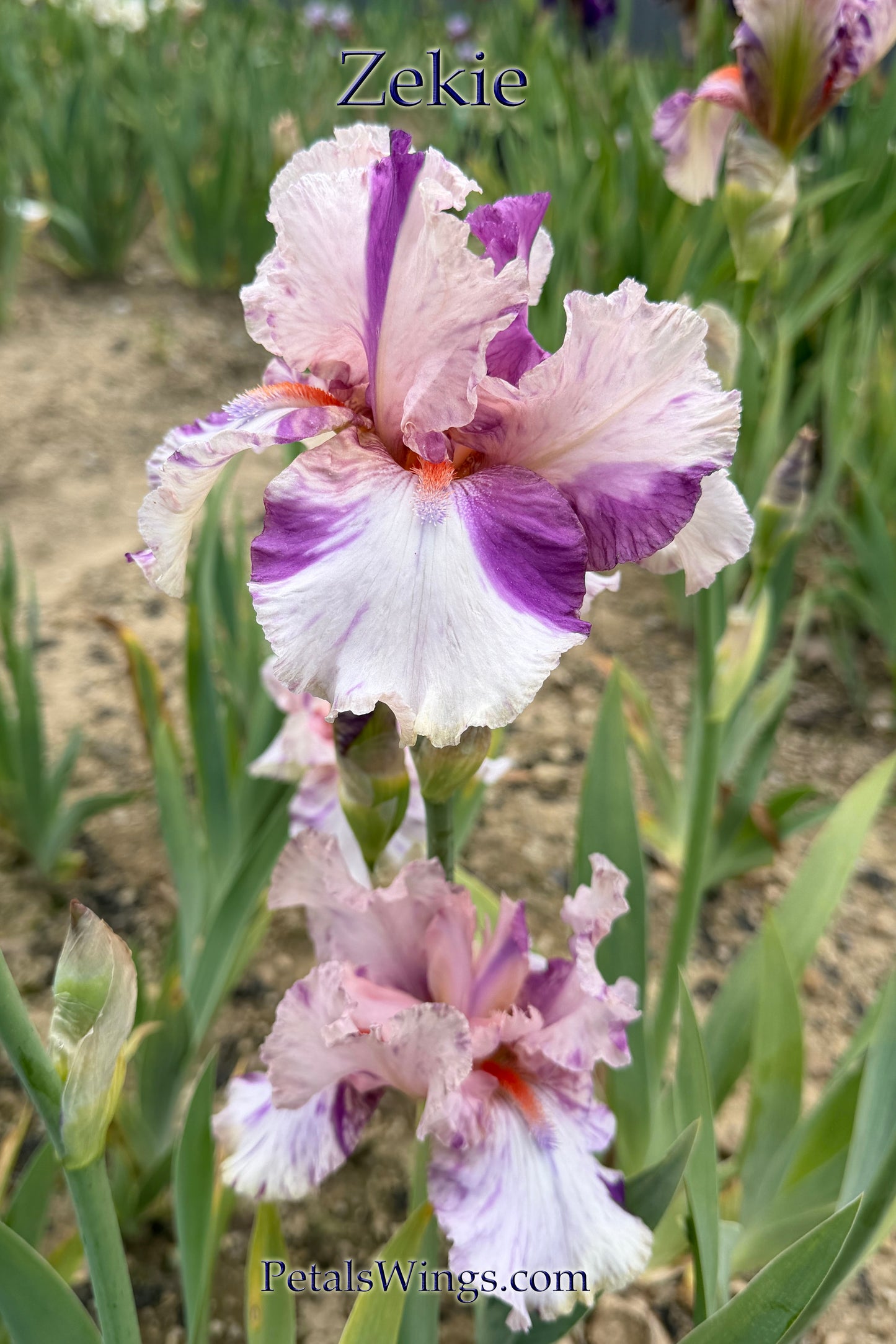 ZEKIE - 2007 - TB - Fragrant