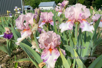 ZEKIE - 2007 - TB - Fragrant