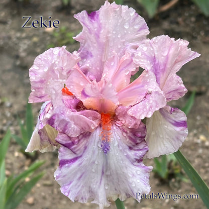 ZEKIE - 2007 - TB - Fragrant