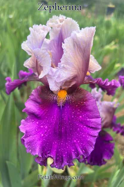 Zepherina - 1995 - Tall Bearded Iris -  Fragrant