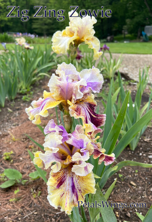 ZIP ZING ZOWIE - 2021 - TB  - Fragrant