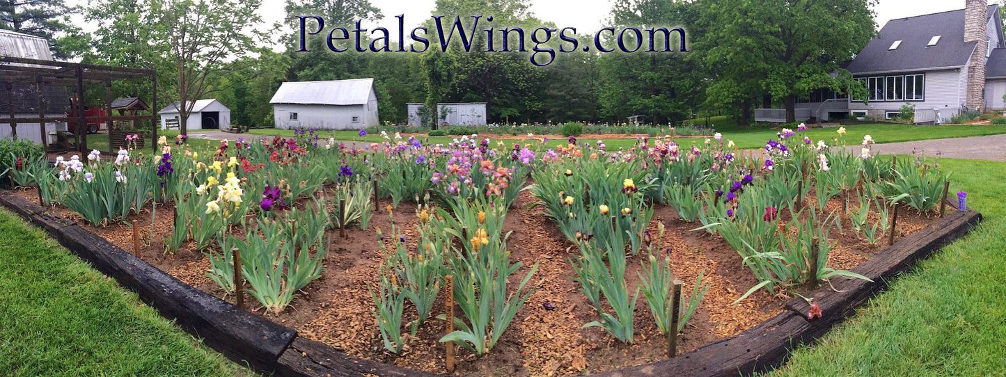 Prince of Hearts - Tall Bearded iris