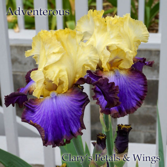 ADVENTUROUS -  2010 - TB - Fragrant